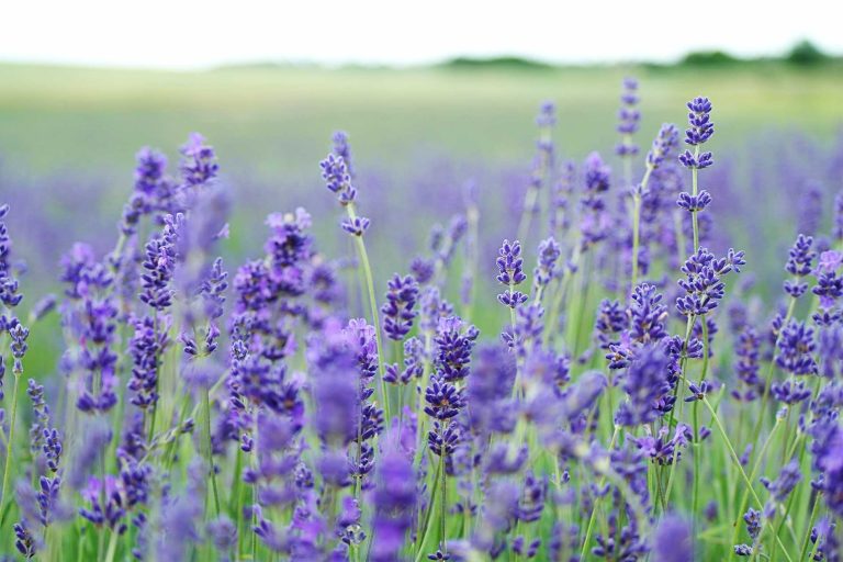 Lavendeloel-Wirkung-von-Lavendeloel-Lavendeloel-gegen-Kopfschmerzen-unrene-Haut-Haarpflege-Lavendel-01-small.jpg